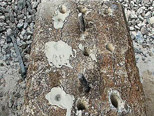 Concrete pedestal with holes filled full of Bustar expansive grout. Concrete pedestal with holes filled full of Bustar expansive grout.